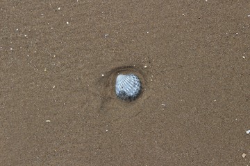 Fototapeta na wymiar Shells on sand