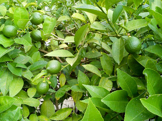 Lime on the tree