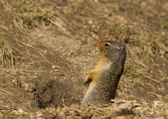 Naklejka na ściany i meble Colombian Ground Squirrel Standing Upright next Burrow