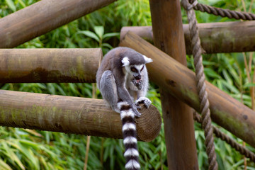 Lemur