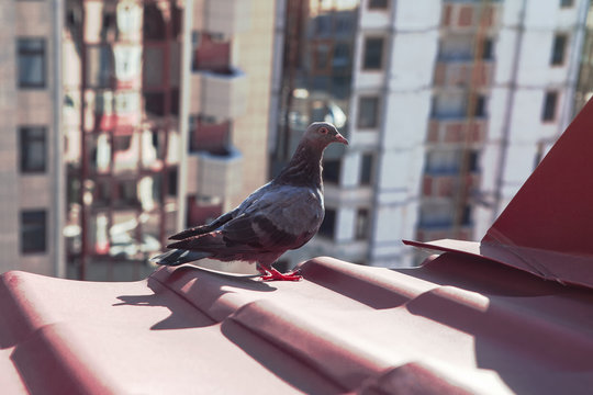 urban pigeon on the tile , edge of the roof