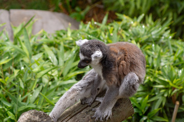 Lemur