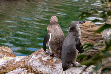 Penguins