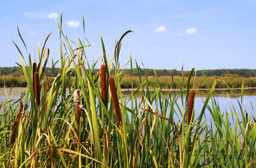 Naklejka premium cattail at a pond