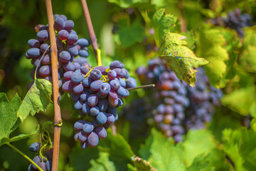 Very sweet grapes grow in vineyards