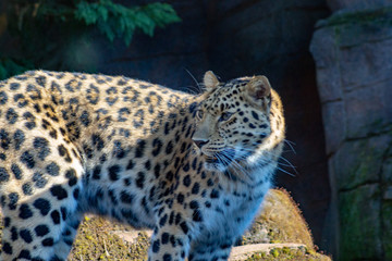 Leopard