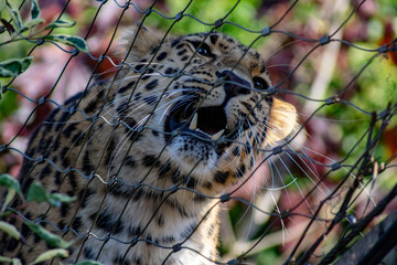 Leopard showing teeth