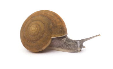 snail on white background isolated 