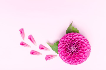 Dahlia ball-barbarry and petals with green leaves and buds - top view on pink bright summer flower.