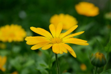 Yellow flower close-up on a green background