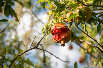 Broken Pomegranate on tree