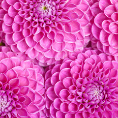 Dahlia ball-barbarry flowers background - top view on violet bright summer blooms.