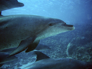 Naklejka premium Delfine beim Tauchen