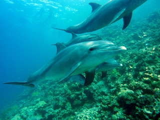 Obraz na płótnie Canvas Delfine beim Tauchen