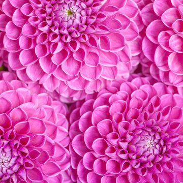 Dahlia ball-barbarry flowers background - top view on violet bright summer blooms. © Yuliia Osadcha