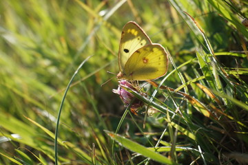 Fototapeta premium Falter, Schmetterling, butterfly