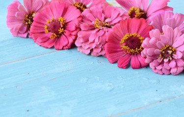 colorful  Zinnia violacea flowers in pink shades top view flat lay for woman mother's day or birthday party,spring summer nature background