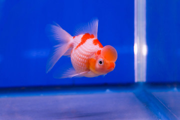 Beautiful goldfish