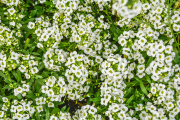 Beautiful little white flowers. Nature scene with blooming garden flowers