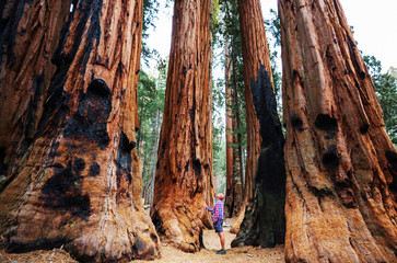 Sequoia