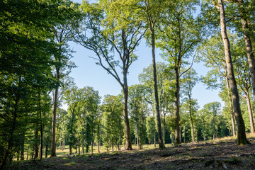 Chênaie dans la Forêt Domaniale de Garche, Hettange Grande, Moselle, France