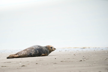 Phoques de la pointe du Hourdel