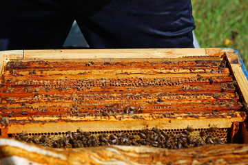 beekeeper inspecting a hive of bees
