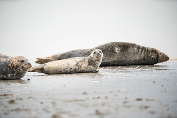 Phoques de la pointe du Hourdel © lylie