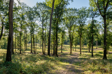 Fototapeta premium Bois de chênes, Forêt de Garche, Hettange Grande, Moselle, France
