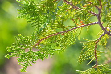 Close up of Orientali Arborvitae