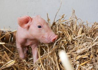 süßes kleines Ferkel sitzt im Stroh, Neugeborenes Schwein, Osternest