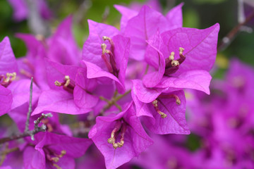 Great bougainvillea