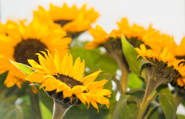 Sonnenblumen I