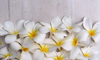 Selective focus, close up white plumeria flower top view for woman spa and beauty concept product background