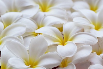 Obraz premium Selective focus, close up white plumeria flower top view for woman spa and beauty concept product background