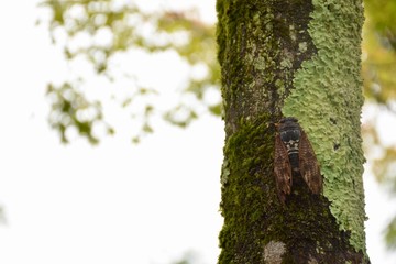 cicada on tree