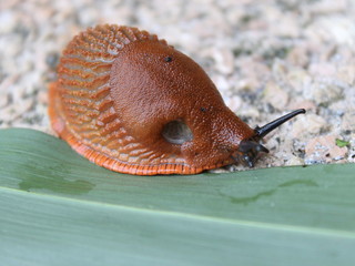 Brown snail Arion Vulgaris