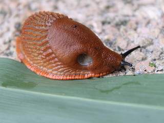 Brown snail Arion Vulgaris