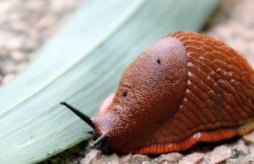 Brown snail Arion Vulgaris