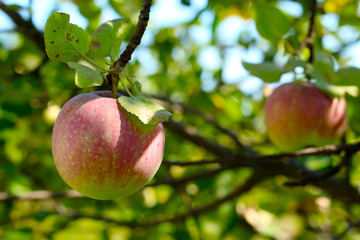 Ripe apple on a branch