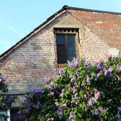 Fototapeta na wymiar Lilac bush on the background of an old brick house 