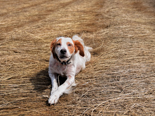 chien
