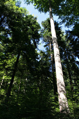 Fototapeta premium Picea omorika trees on Tara mountain in Serbia