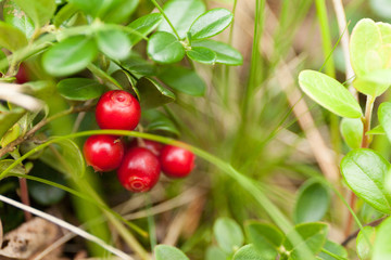 Antioxidant autumn lingonberry background, beautiful berry branch.