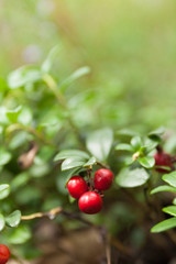 Obraz premium Healthy forest lingonberry close up, wild nature ripe berry. Copy space for text.