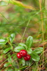 Autumn forest berries, lingonberry branch, fresh antioxidant food.