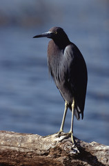 Little Blue Heron (Egretta Caerulea)