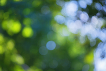 Obraz premium Blurred bokeh effect on a background of green tree leaves