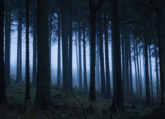 Mystischer Wald im Nebel