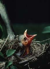Red-Winged Blackbird baby in nest (Agelaius Phoeniceus)